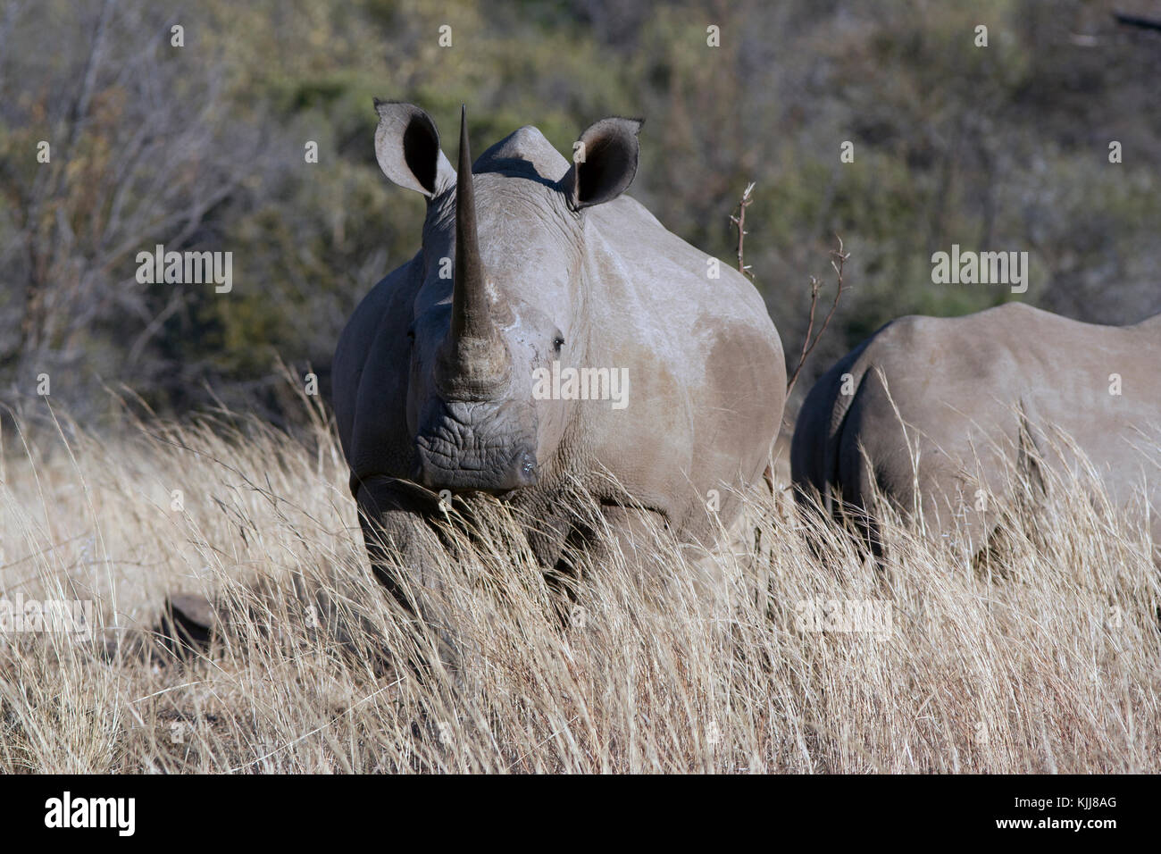 White Rhinoceros (Ceratotherium simum) Pilanesberg, South Africa Stock Photo