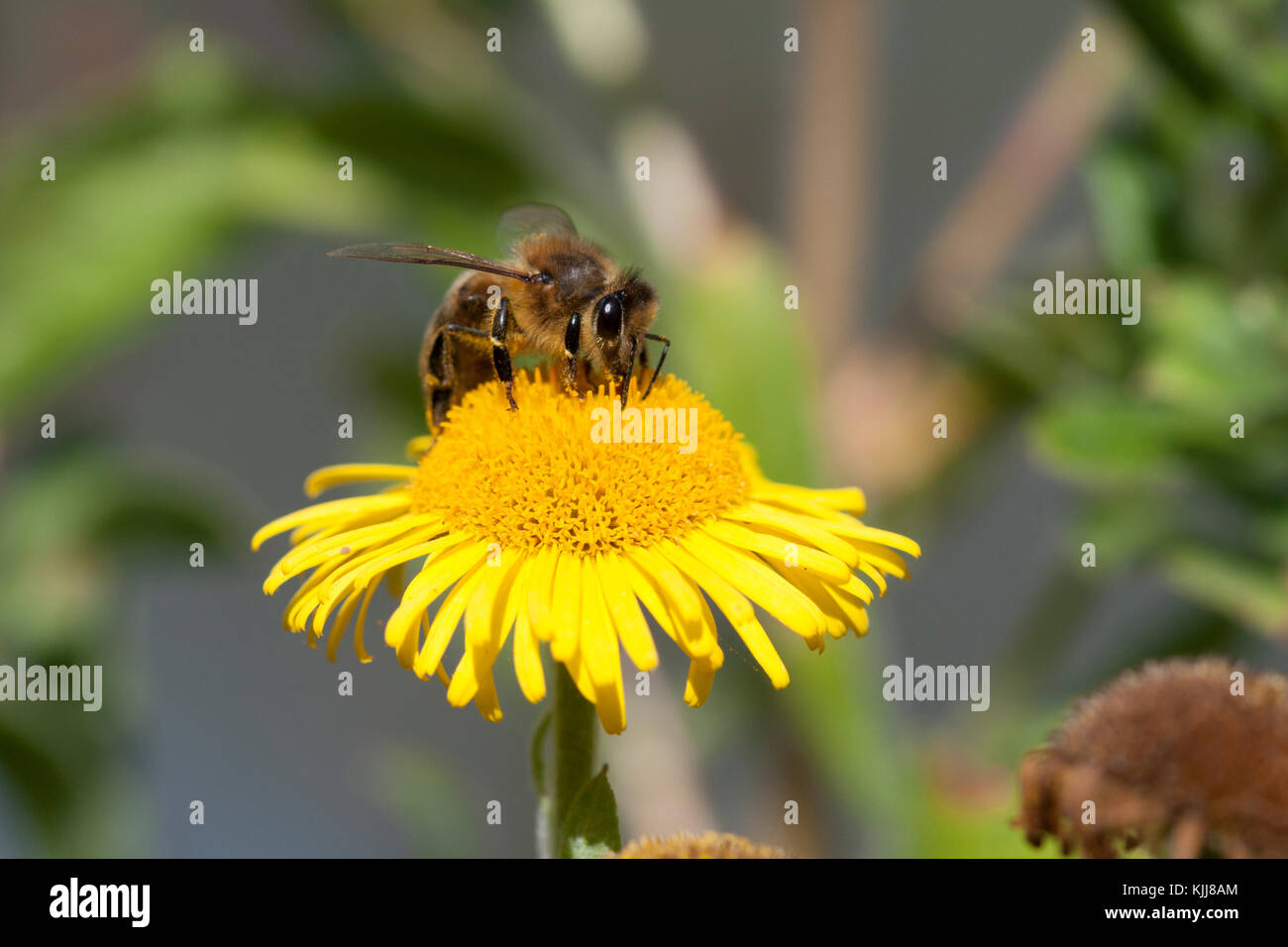 Western Honey Bee on Common Fleabane, UK. Summertime Stock Photo