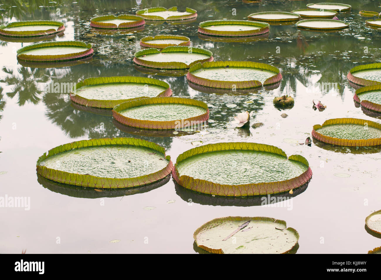 Giant Water Lily plants in pond of Singapore Botanical Garden Stock