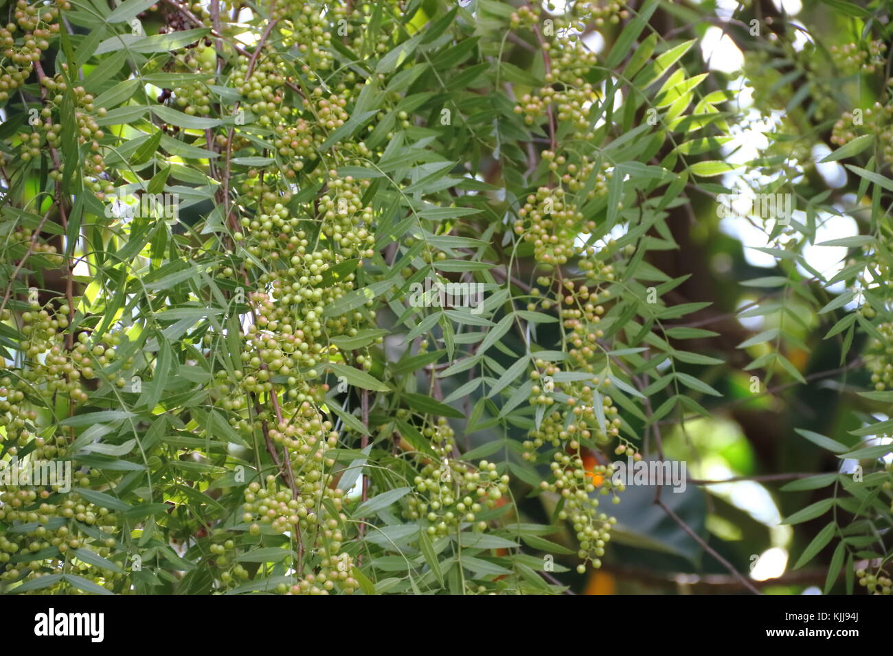 Schinus molle known in South America as a pepper tree, aguaribay, molle, gualeguay Stock Photo