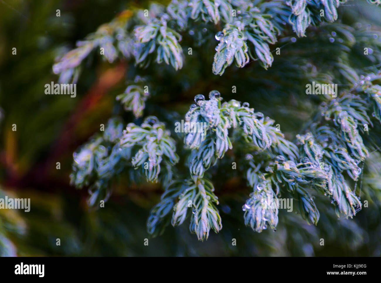 Spider's web on juniper leaves Stock Photo Alamy