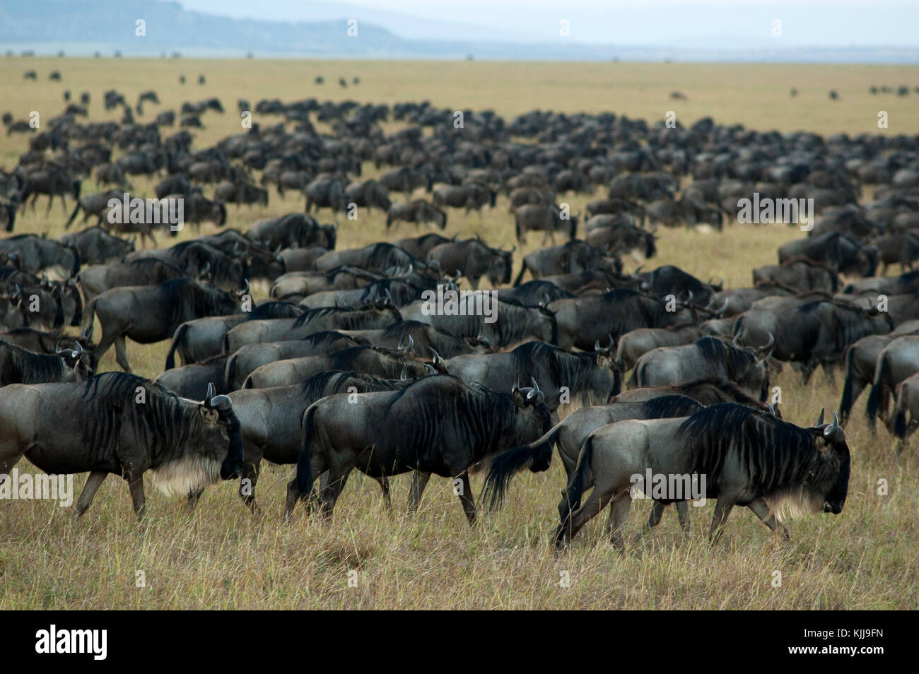 Greatest animal migration hi-res stock photography and images - Alamy