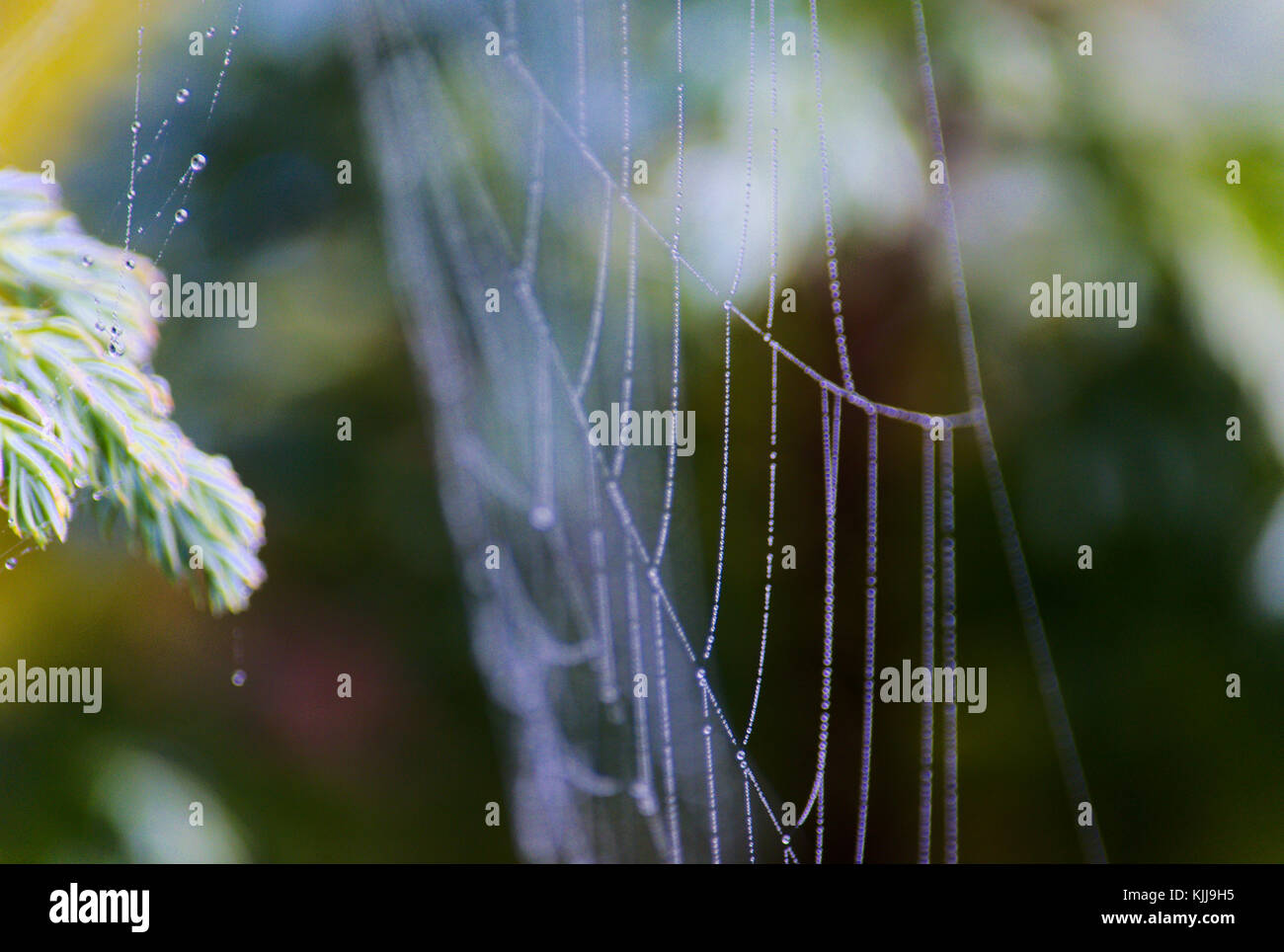 Spider's web on juniper leaves Stock Photo Alamy