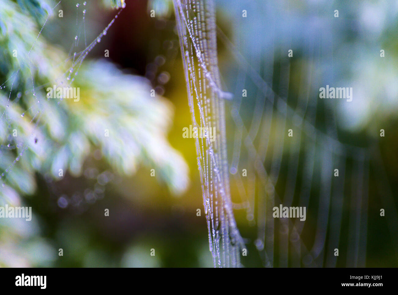 Spider's web on juniper leaves Stock Photo Alamy
