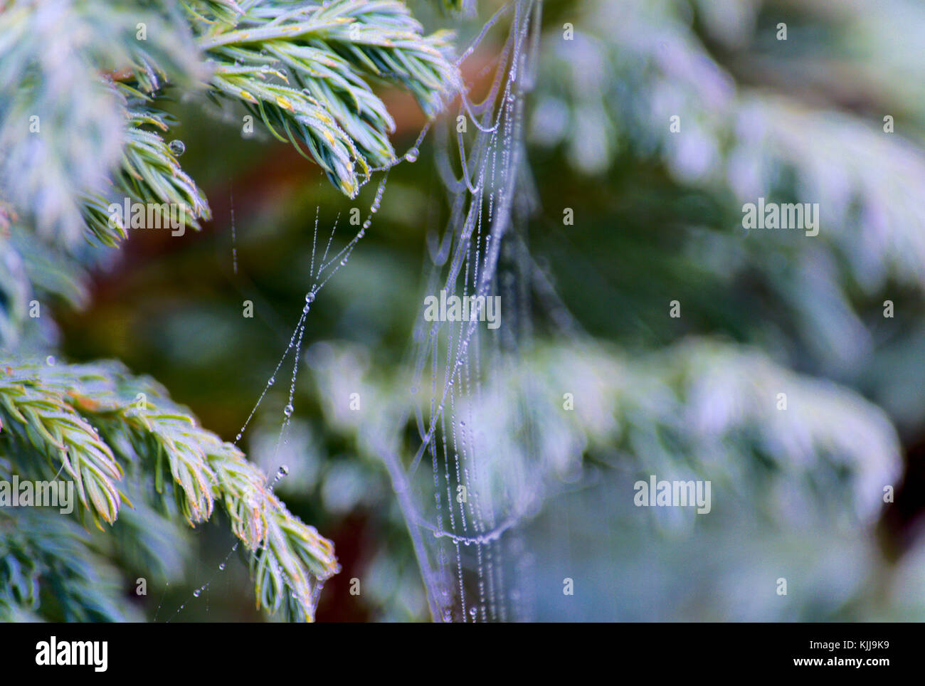 Spider's web on juniper leaves Stock Photo Alamy