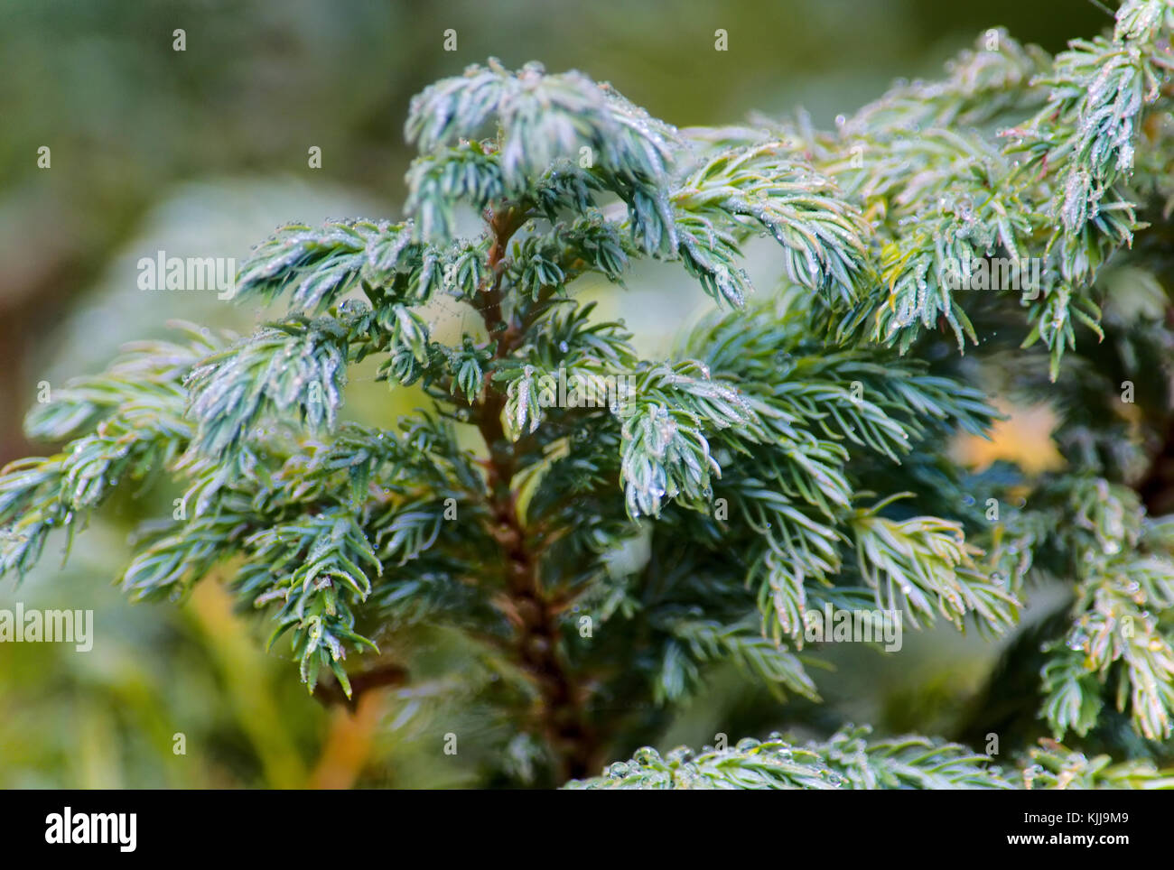 Spider's web on juniper leaves Stock Photo Alamy
