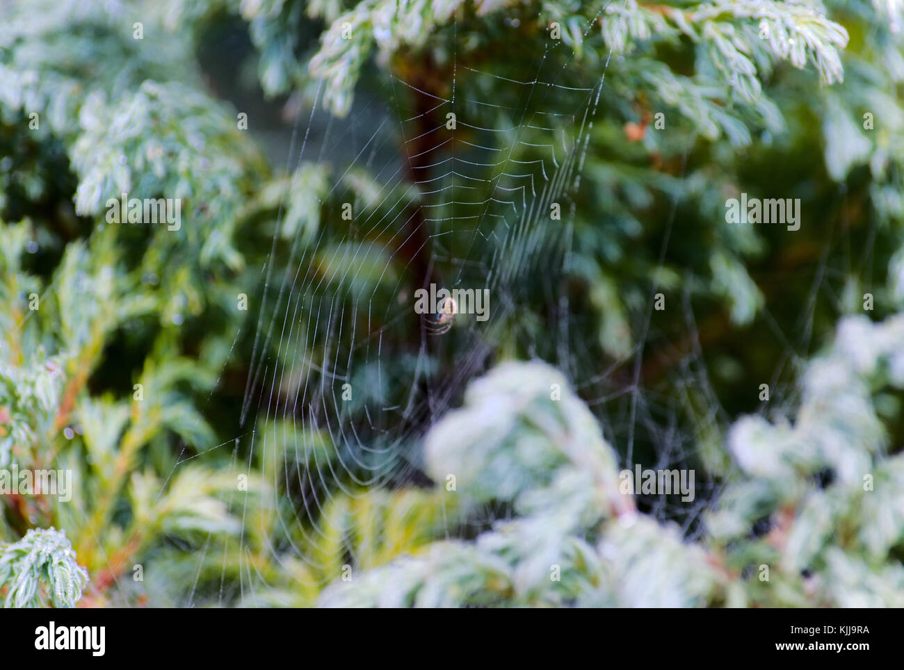 Spider's web on juniper leaves Stock Photo Alamy