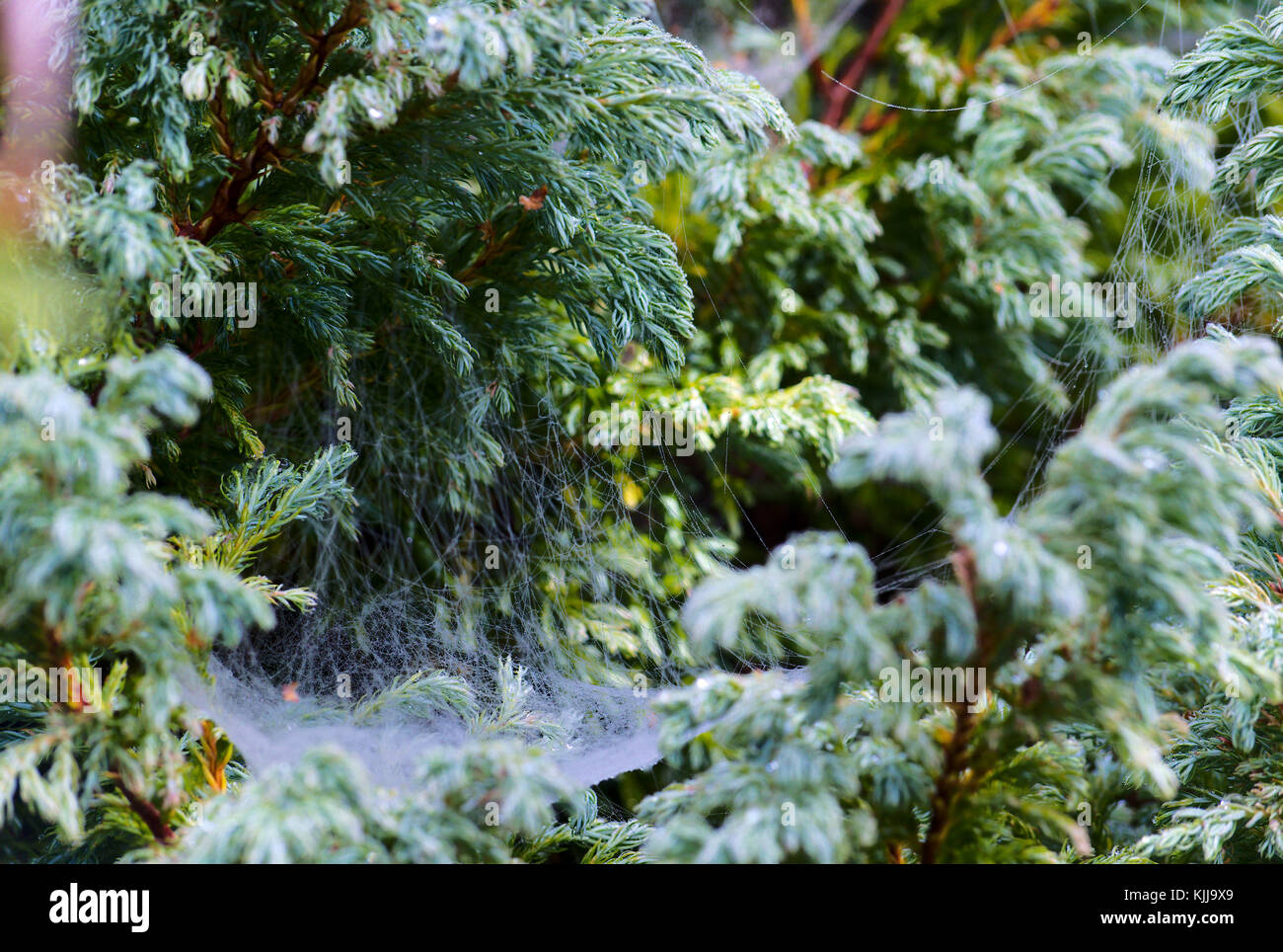 Spider's web on juniper leaves Stock Photo Alamy