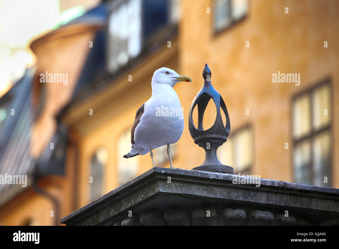 Seagull on top of statue Jarntorgspumpen in Gamla Stan, Stockholm, Sweden Stock Photo