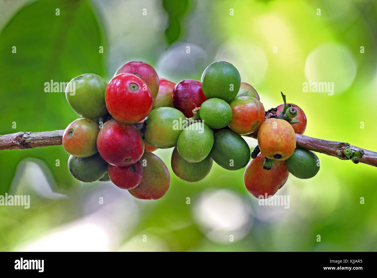 Close up of ripening and ripe coffee beans growing in plant in Kerala State of India Stock Photo