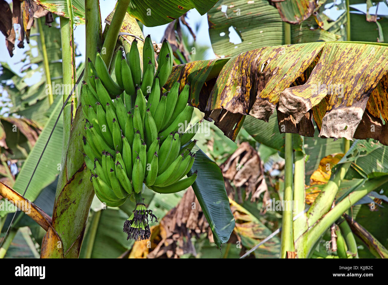 Kerala banana hires stock photography and images Alamy