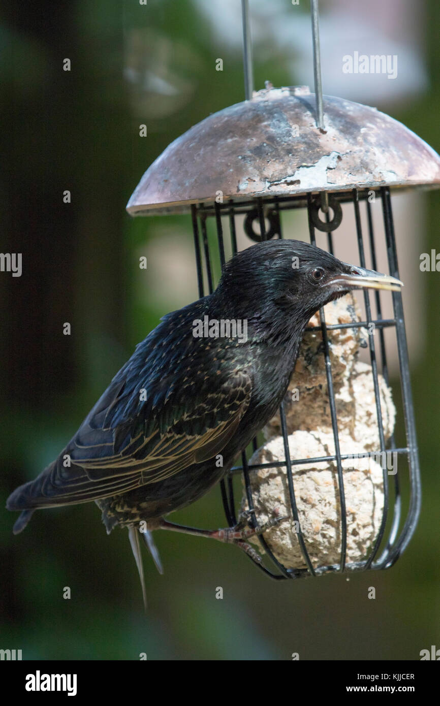 Wildlife Common starling on fat ball bird feeder. (Sturnus vulgaris