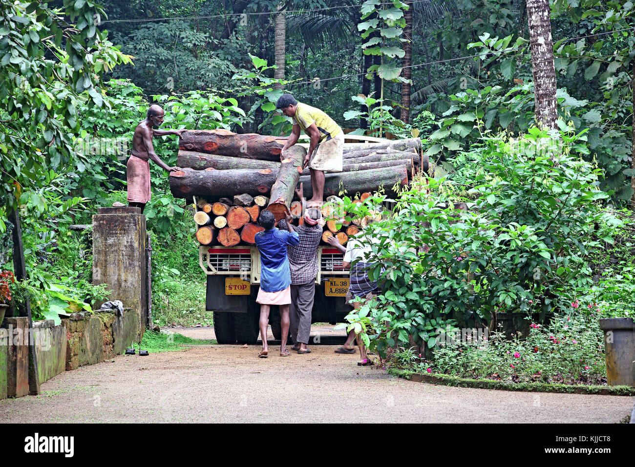 Workers load heavy tree trunks of cut trees onto a truck for carting to sawing mill for further processing at Keerampara, Kerala, India. Stock Photo