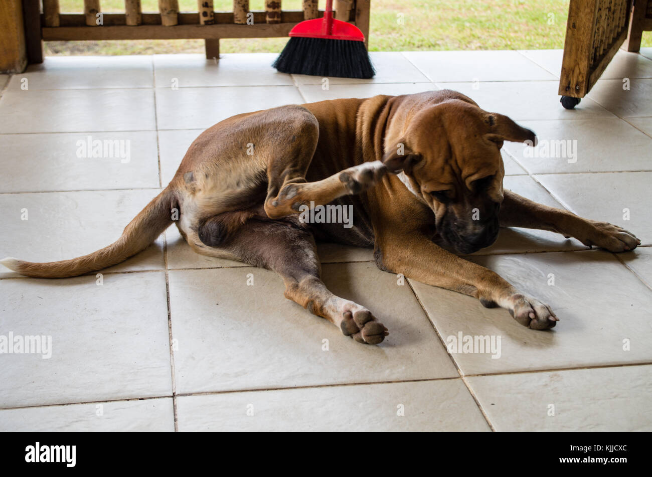 Indonesian dog scratching fleas Stock Photo