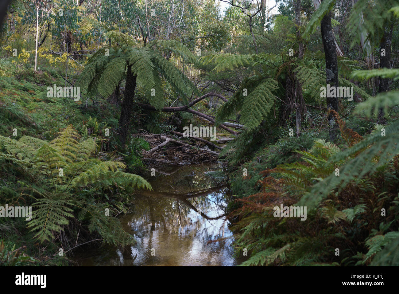 Blue Mountains, Australia, Three, Sisters, Lifestyle and Romance, gorgeous panorama Stock Photo