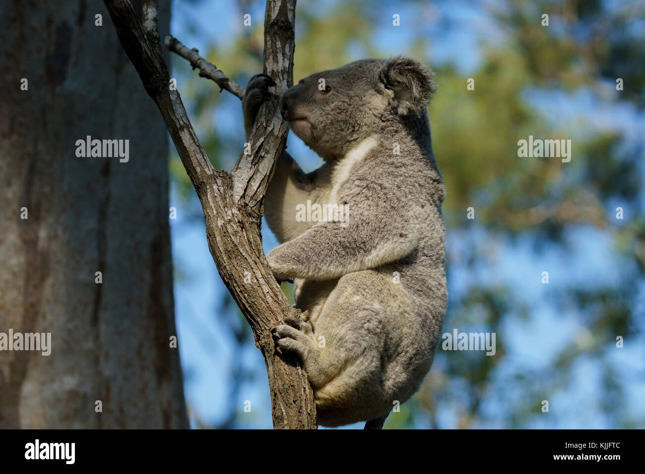 Koala bear sanctuary australia hi-res stock photography and images - Alamy