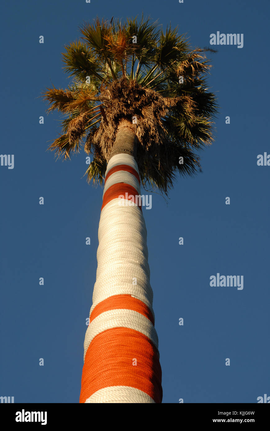 Palm tree wrapped in cloth, Perth, Western Australia Stock Photo Alamy