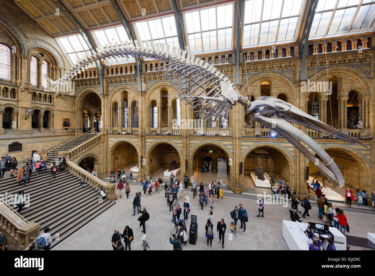 LONDON, ENGLAND - 16 SEPTEMBER 2017: Visitors flock in the newly  reimagined Hintze Hall of the Natural History Museum, London, England. The upper gal Stock Photo