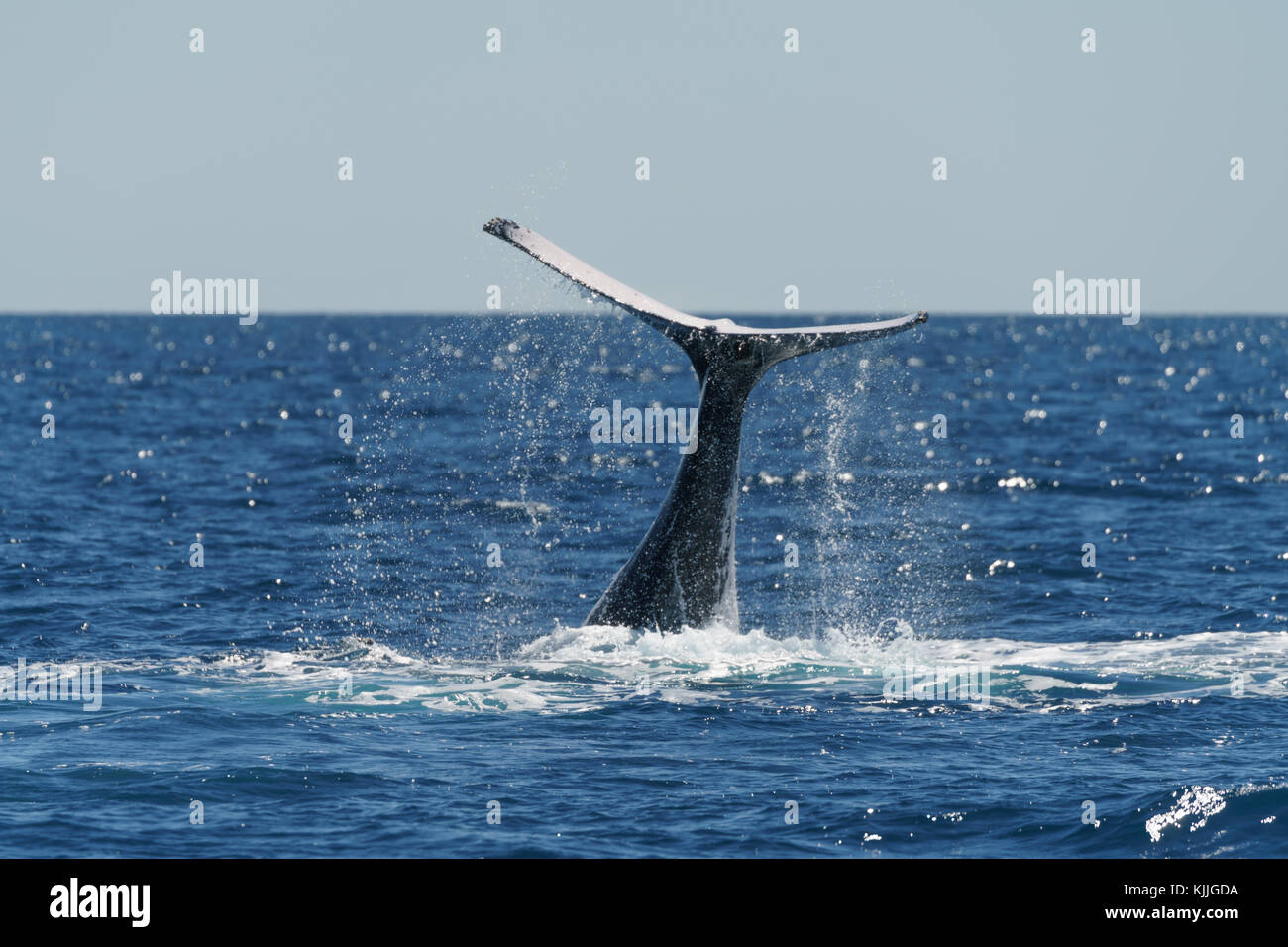 Whales, Brisbane, Australia, Lifestyle Travel, Blue sky, ocean, close-up Stock Photo
