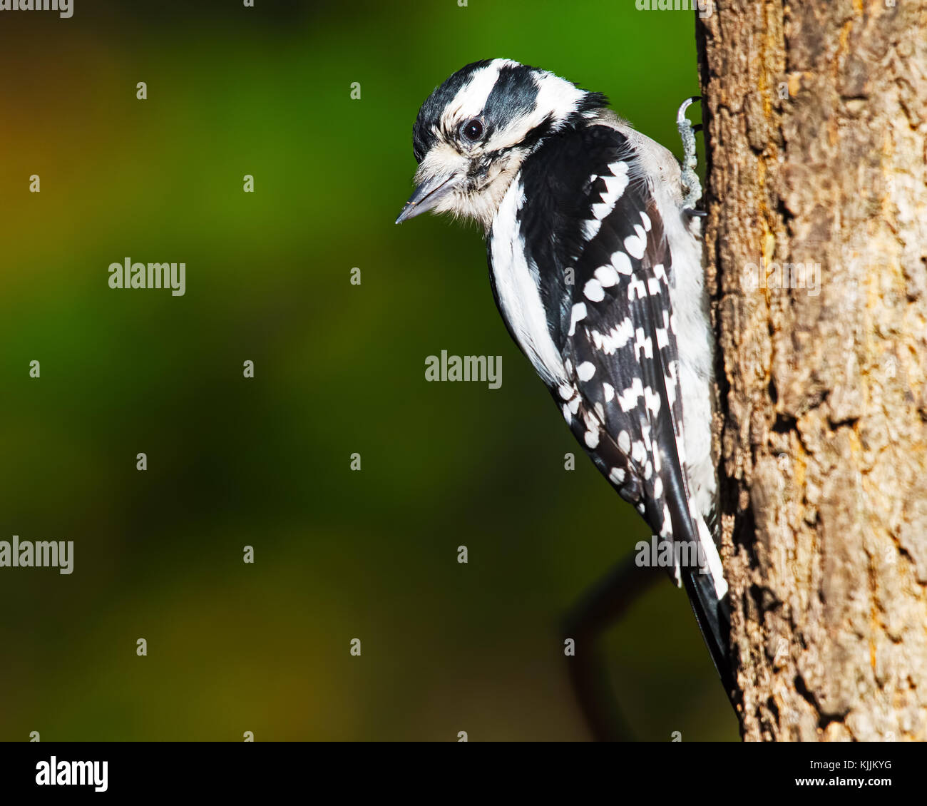 Downy Woodpecker Scaling Tree Stock Photo