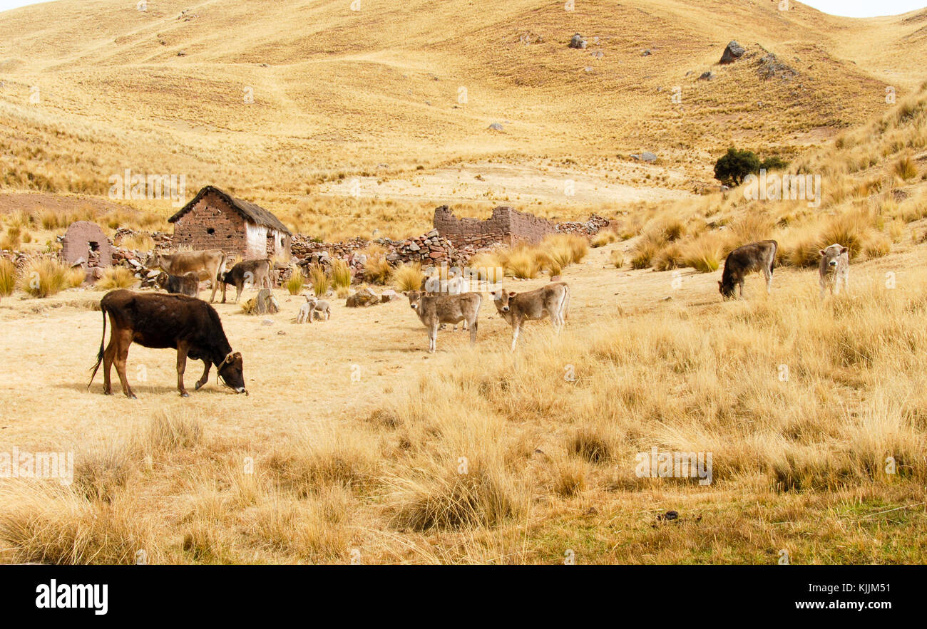 Farm along the Cusco-Puno Road in Peru, South America following the ...