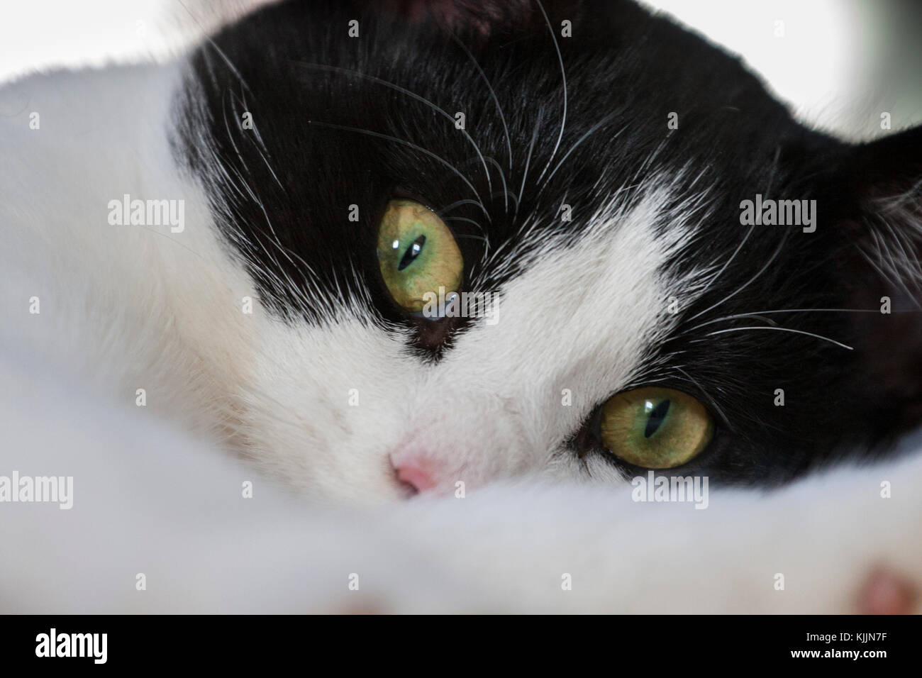 Black and white cat close up looking in to camera Stock Photo - Alamy
