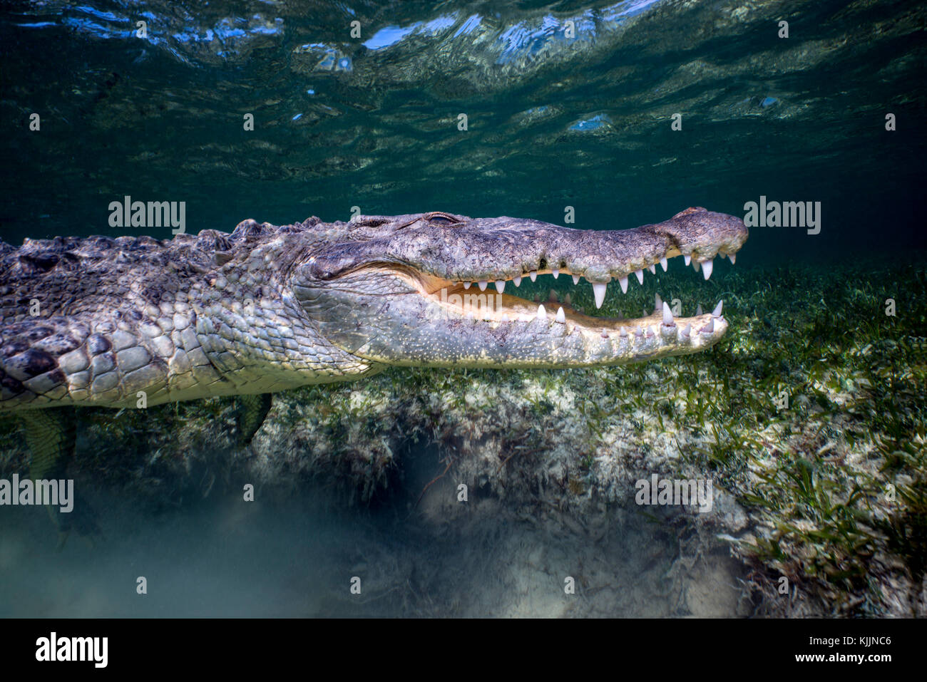 Krokodiltauchen Mexiko, Banco Chinchorro Stock Photo