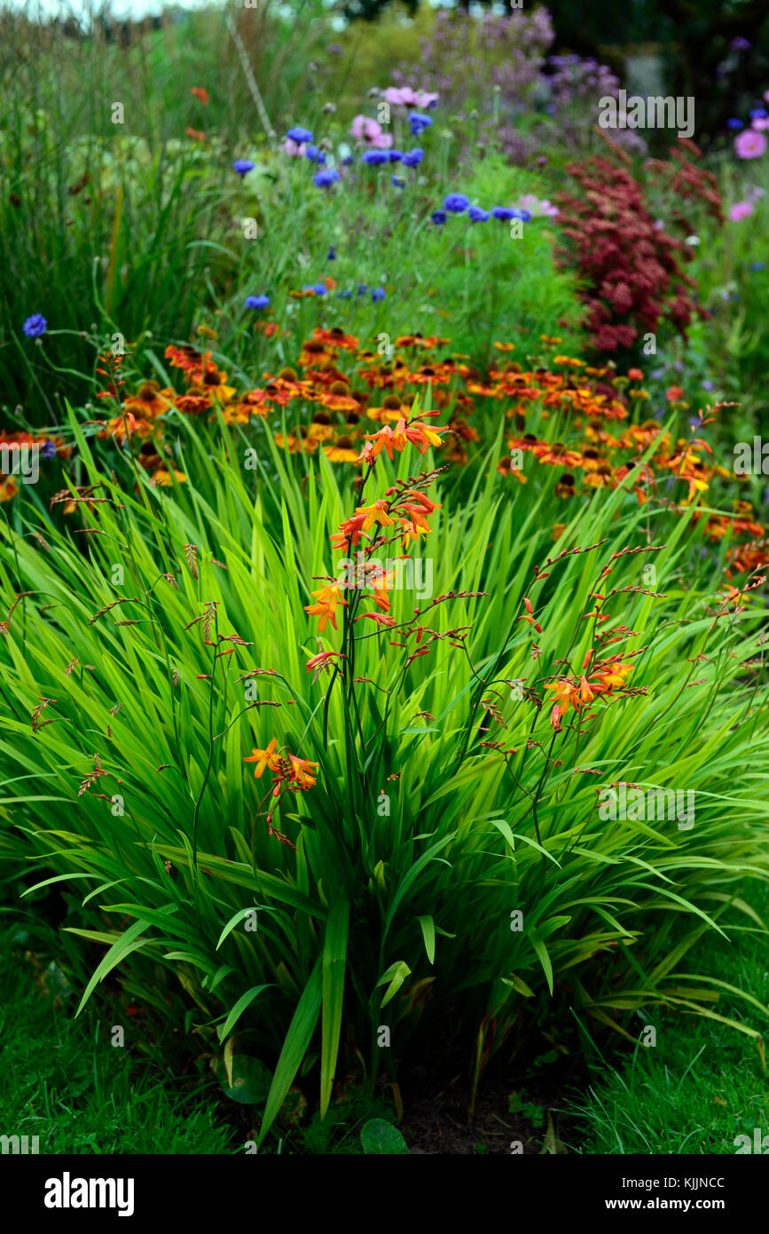 crocosmia, helenium, orange, flower, flowers, flowering, mix, mixed