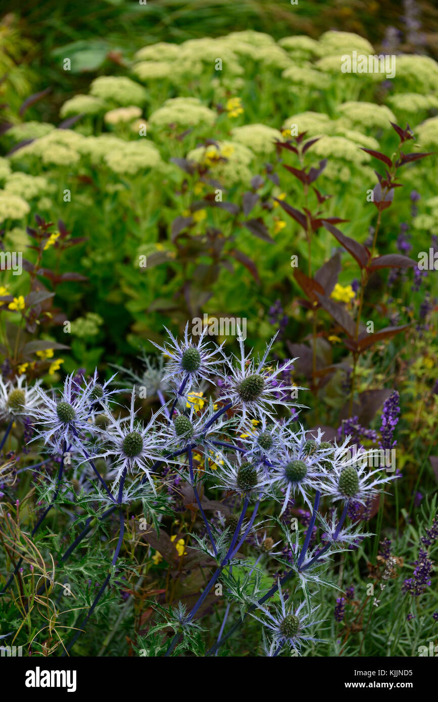 eryngium, sea holly, blue, flower, flowers, flowering, mix, mixed