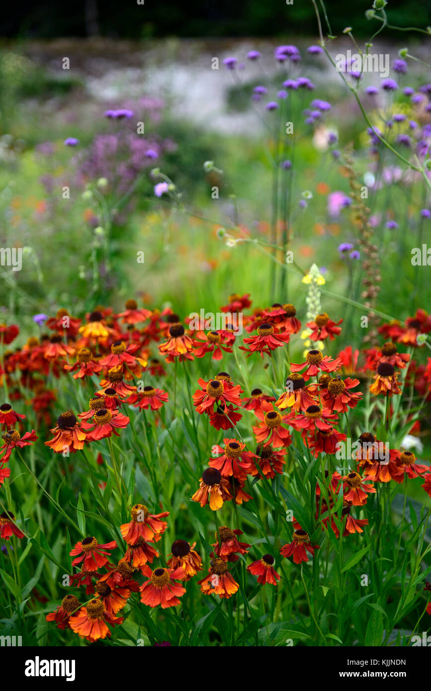 helenium sahins early, orange, flower, flowers, flowering, mix, mixed ...
