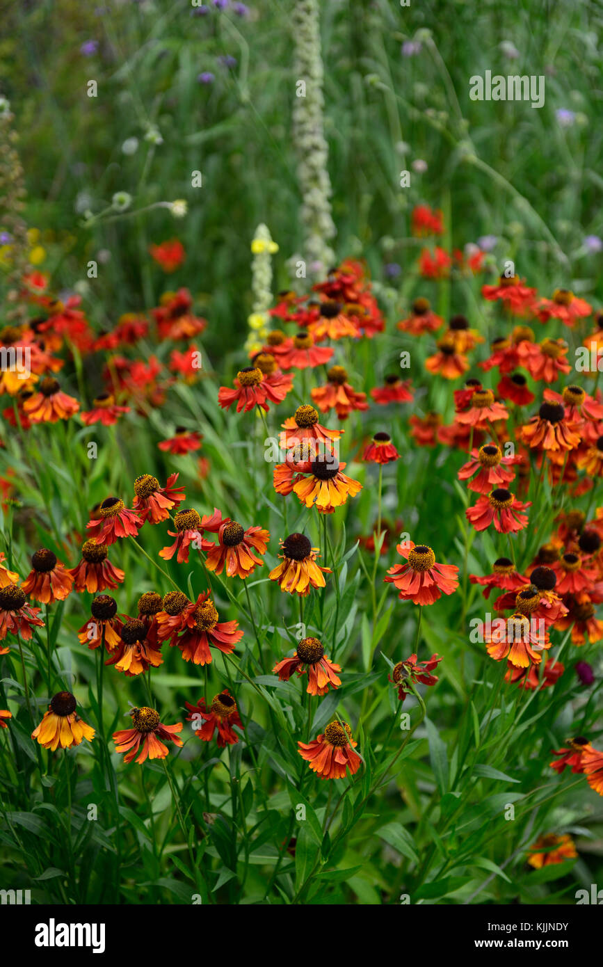 helenium sahins early, orange, flower, flowers, flowering, mix, mixed ...