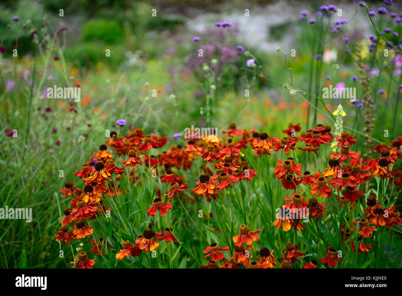 helenium sahins early, orange, flower, flowers, flowering, mix, mixed ...