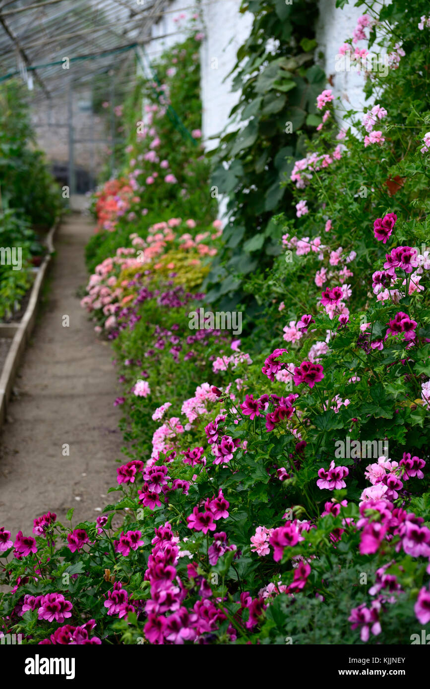 pelargonium, pink, flowers, conservatory,greenhouse,glasshouse, tender, protect, protected, flower, flowers,scented, flowering, indoors ,mix, mixed, c Stock Photo