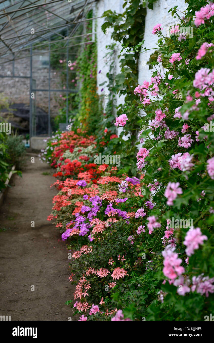 pelargonium, pink, flowers, conservatory,greenhouse,glasshouse, tender, protect, protected, flower, flowers,scented, flowering, indoors ,mix, mixed, c Stock Photo