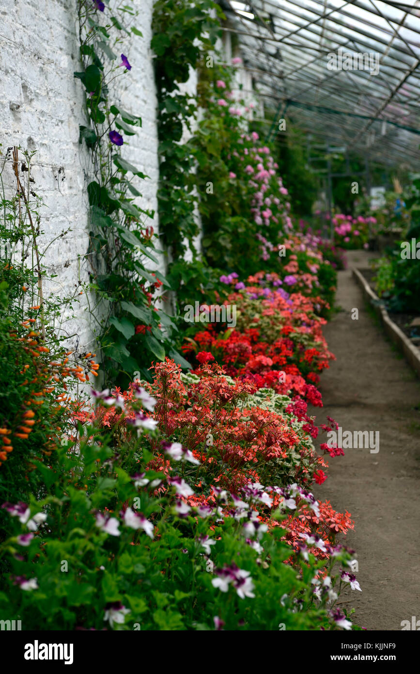 pelargonium, pink, flowers, conservatory,greenhouse,glasshouse, tender