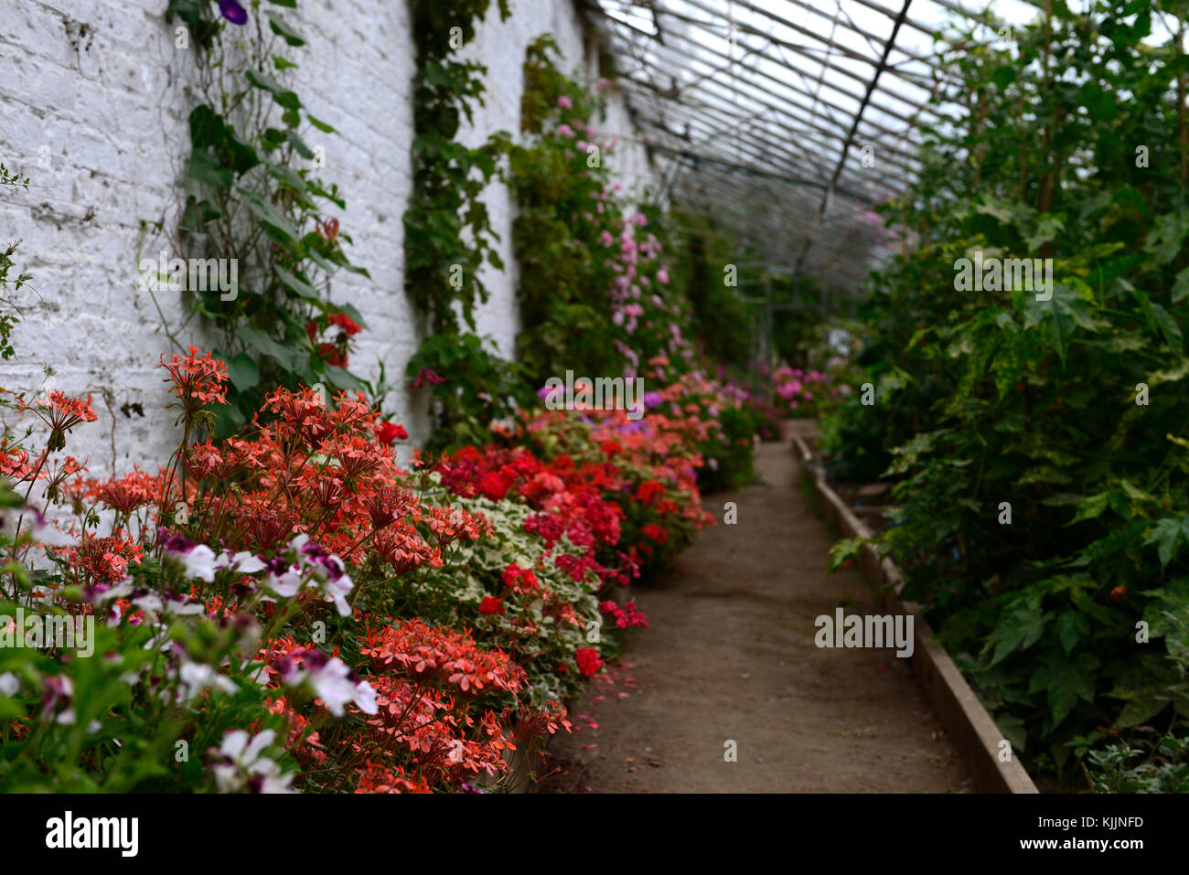 pelargonium, pink, flowers, conservatory,greenhouse,glasshouse, tender, protect, protected, flower, flowers,scented, flowering, indoors ,mix, mixed, c Stock Photo