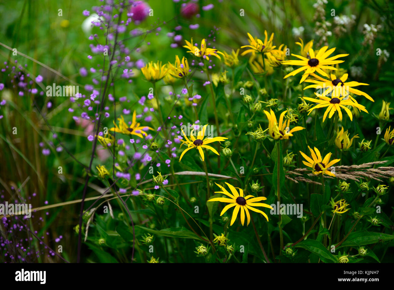 rudbeckia fulgida,thalictrum delavayi hewitt's double, yellow, purple, flower, flowers, flowering, mix, mixed, combination, perennials, clashing, colo Stock Photo