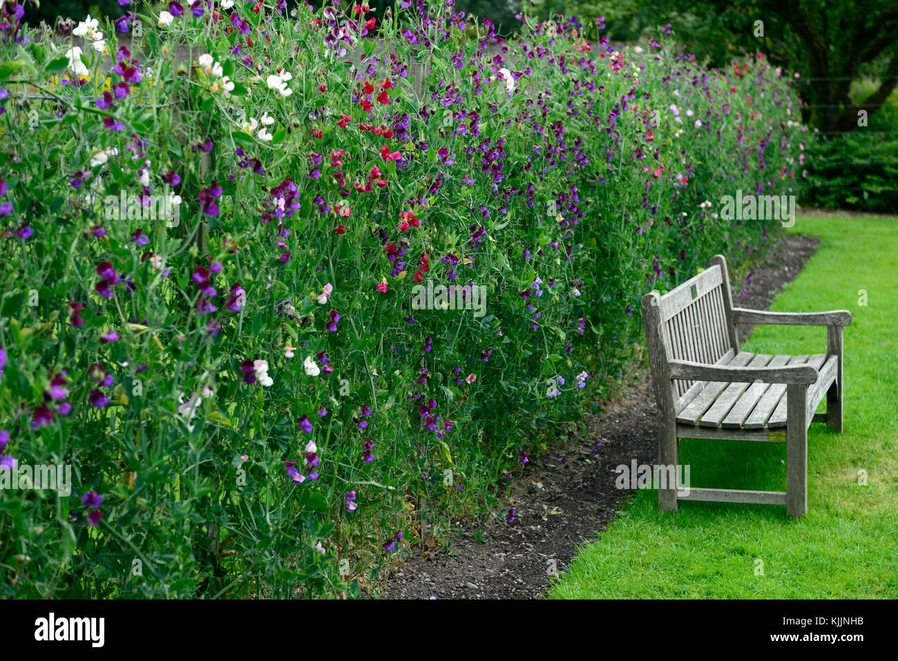 lathyrus, sweet peas,sweet pea, trellis, fence, grow, growing up, plant supports, frame ,frames, summer, annuals ,climbers, climbing flowers, scented, Stock Photo