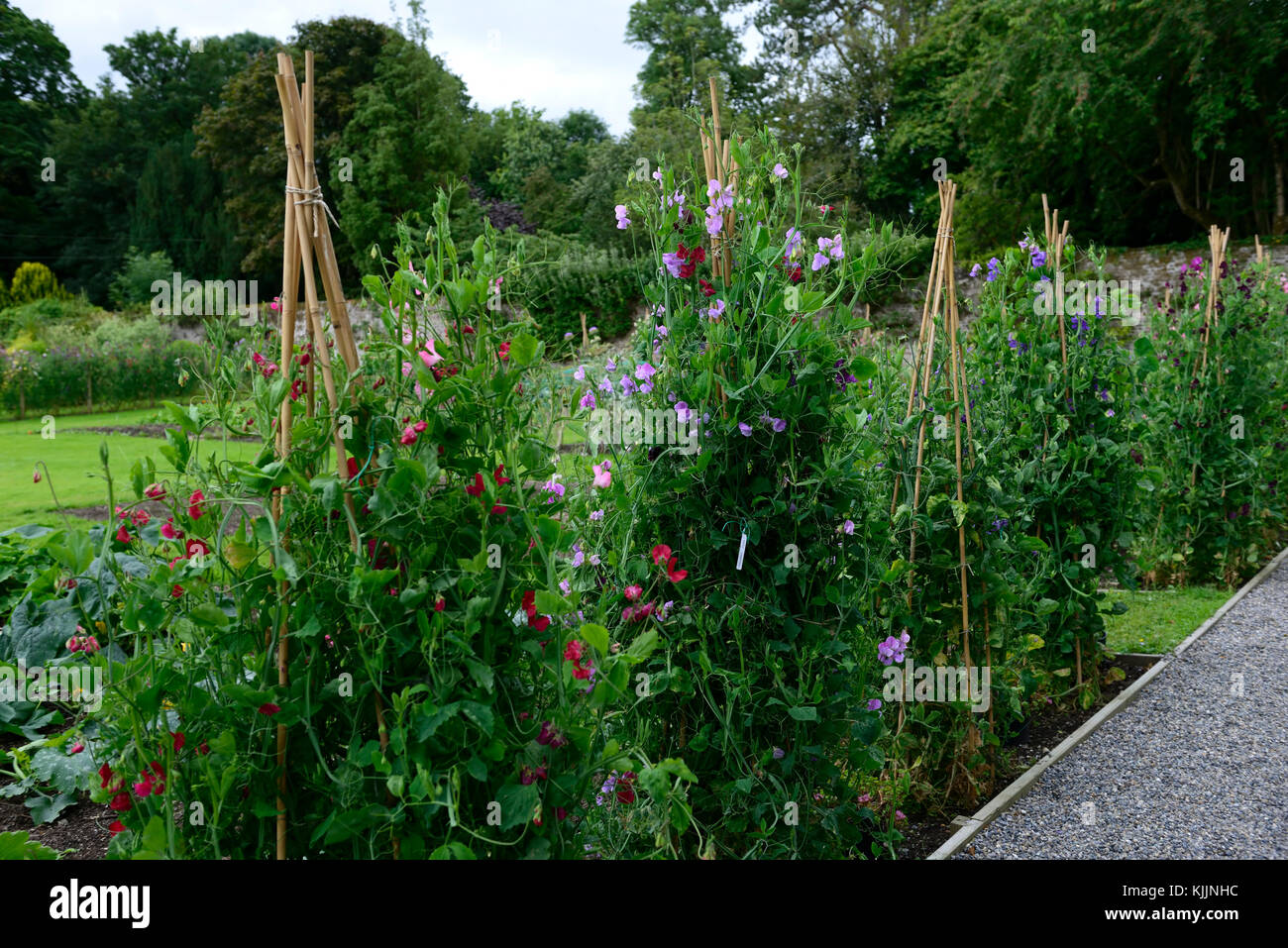 lathyrus, sweet peas,sweet pea, tripod, cane, canes, wigwam,bamboo, support, grow, growing up