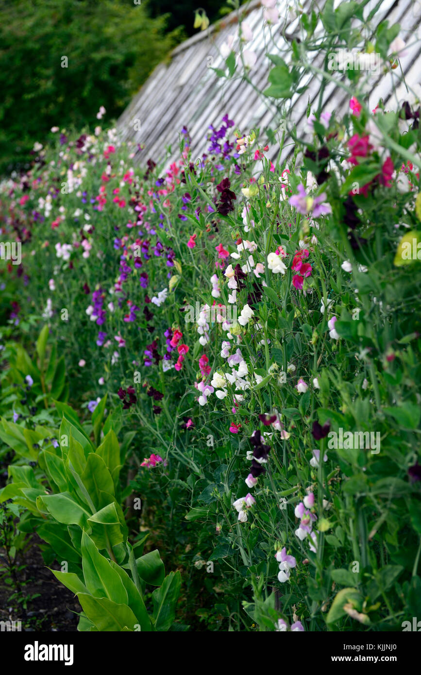 lathyrus, sweet peas,sweet pea, trellis, fence, grow, growing up, plant  supports, frame ,frames, summer, annuals ,climbers, climbing flowers,  scented Stock Photo - Alamy