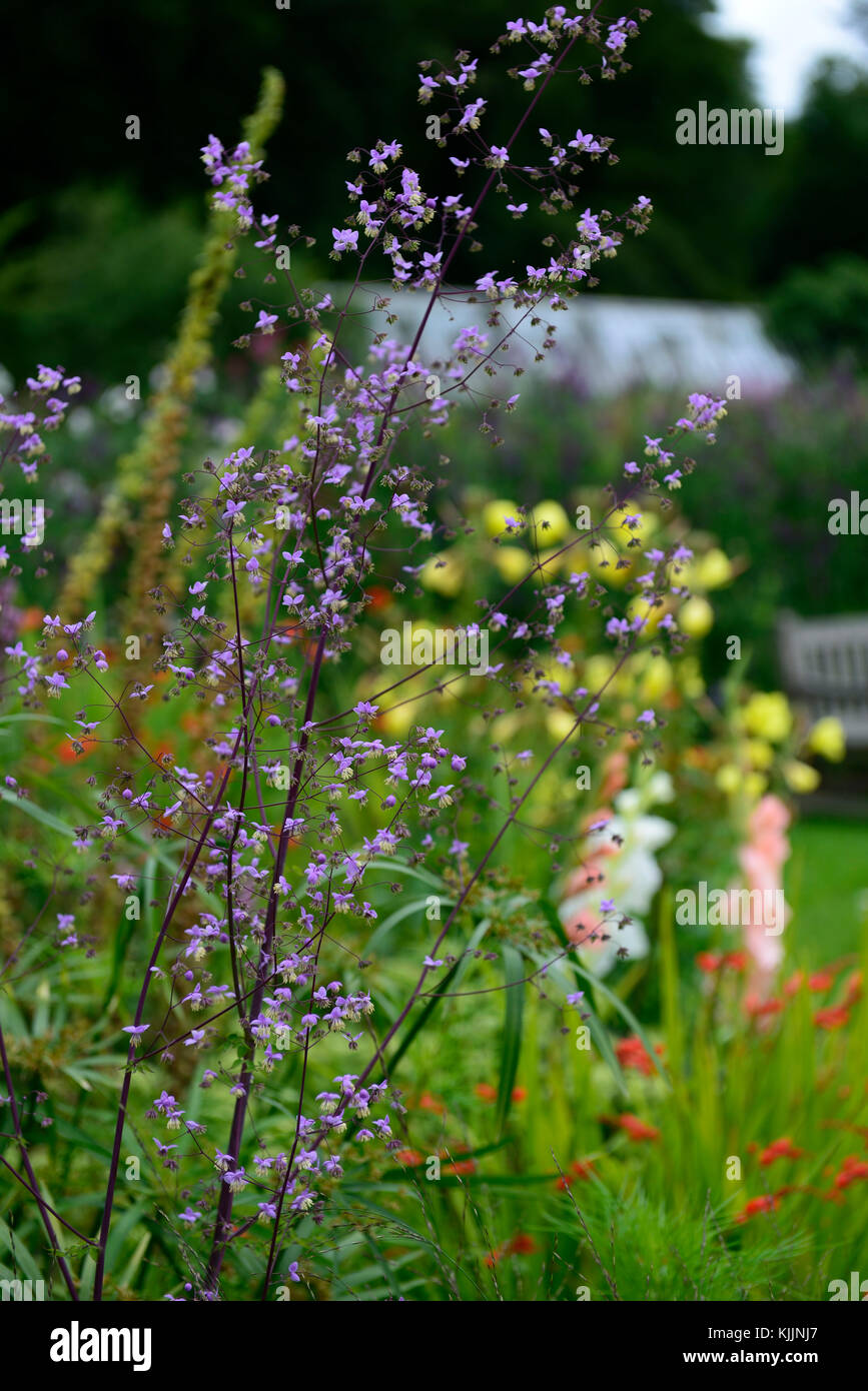 thalictrum delavayi, mixed, herbaceous, perennial, border, purple, flower, flowers,flowering, tall, RM Floral Stock Photo