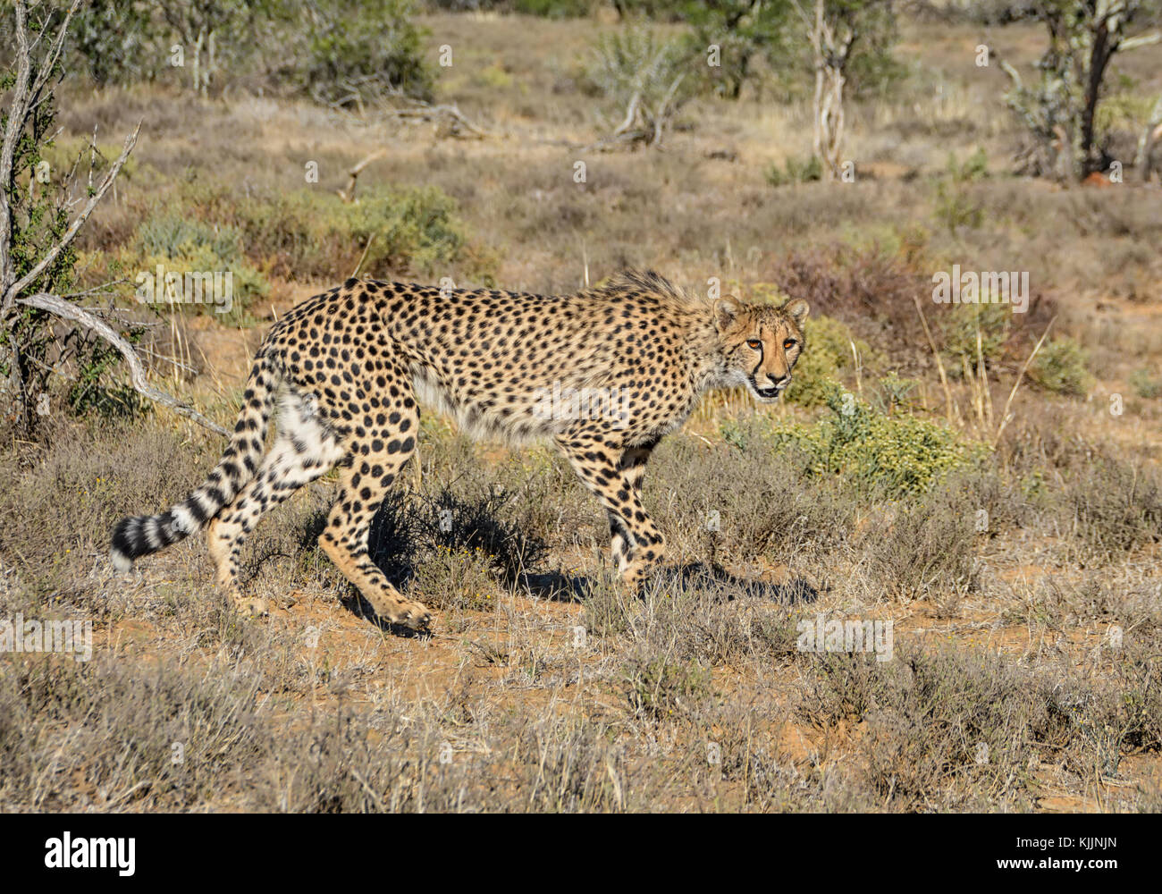 cheetahs stalking prey