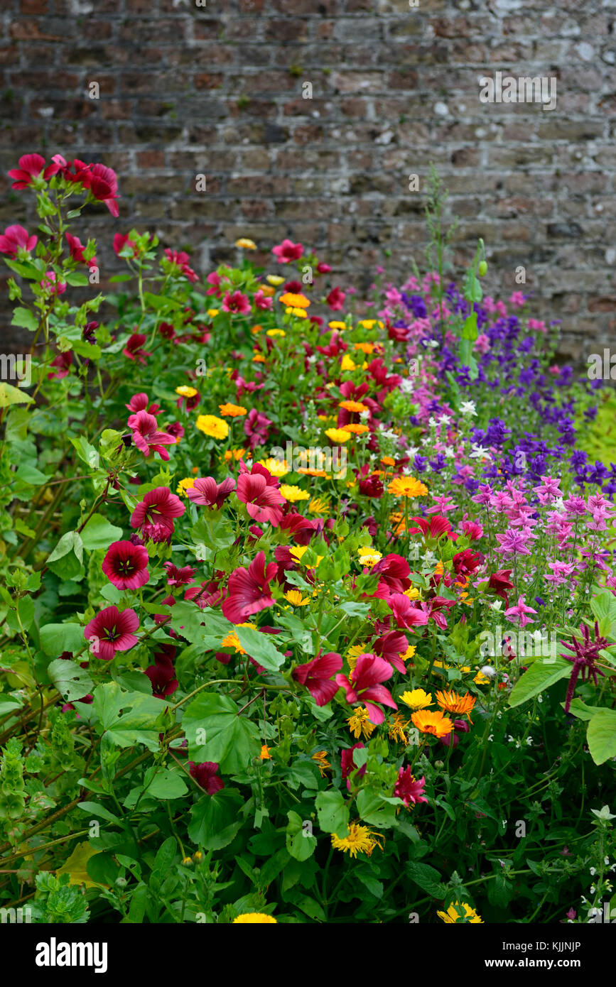wildflower, wildflowers, cutting,walled, garden, annual, annuals, wild