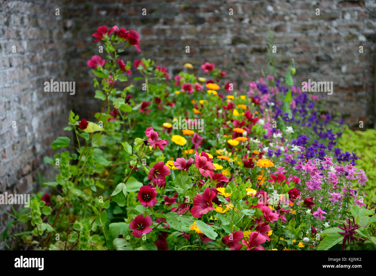 wildflower, wildflowers, cutting,walled, garden, annual, annuals, wild