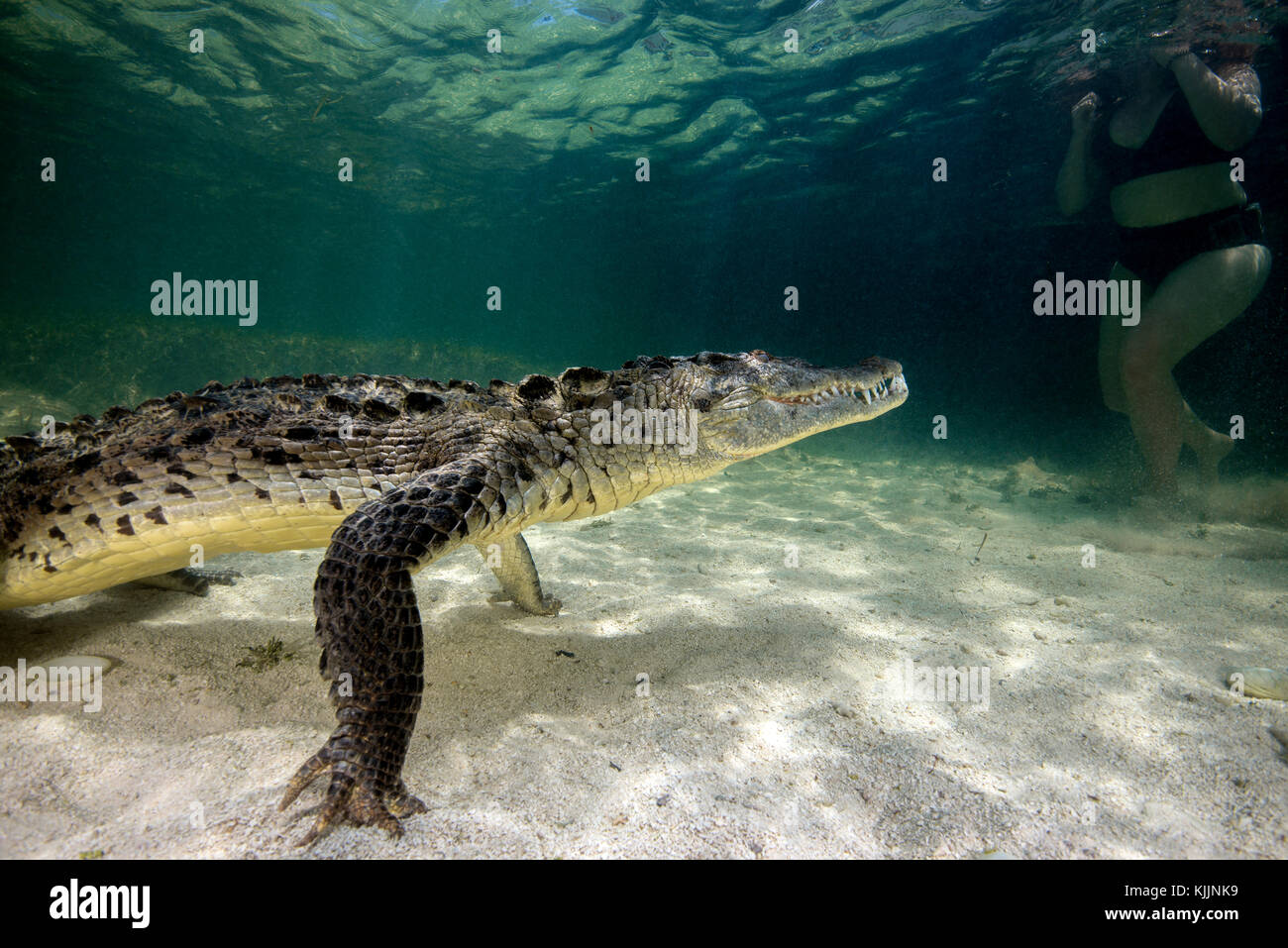 Krokodiltauchen Mexiko, Banco Chinchorro Stock Photo
