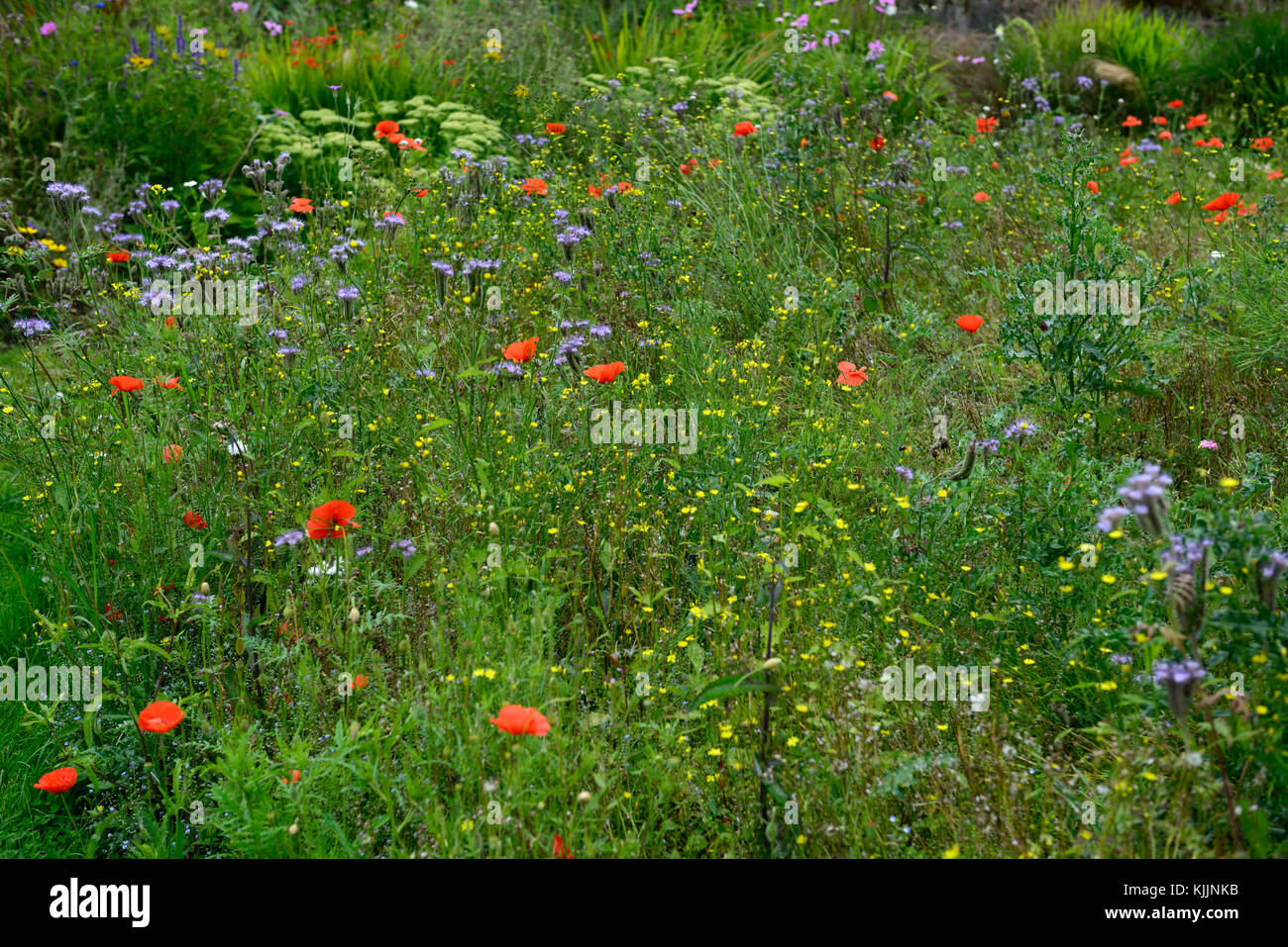 wildflower meadow, annual, annuals,wildflowers, meadows, wild, gardens