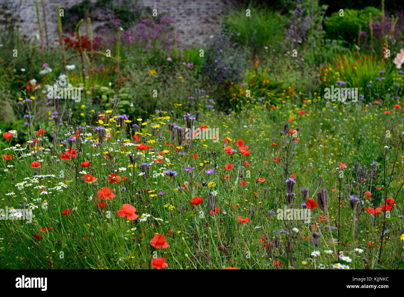 wildflower, wildflowers, cutting,walled, garden, annual, annuals, wild