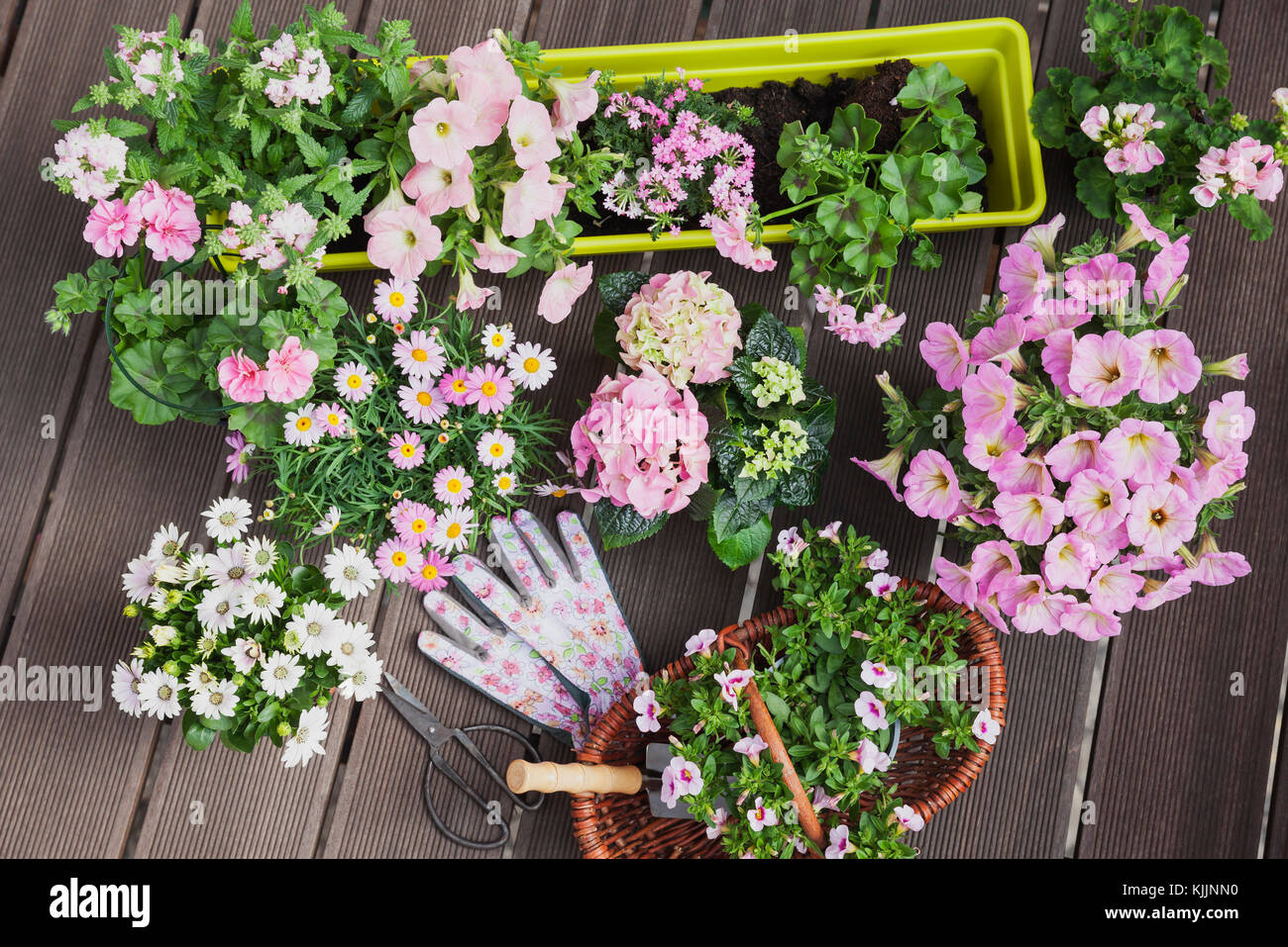 Various floral plants hi-res stock photography and images - Alamy