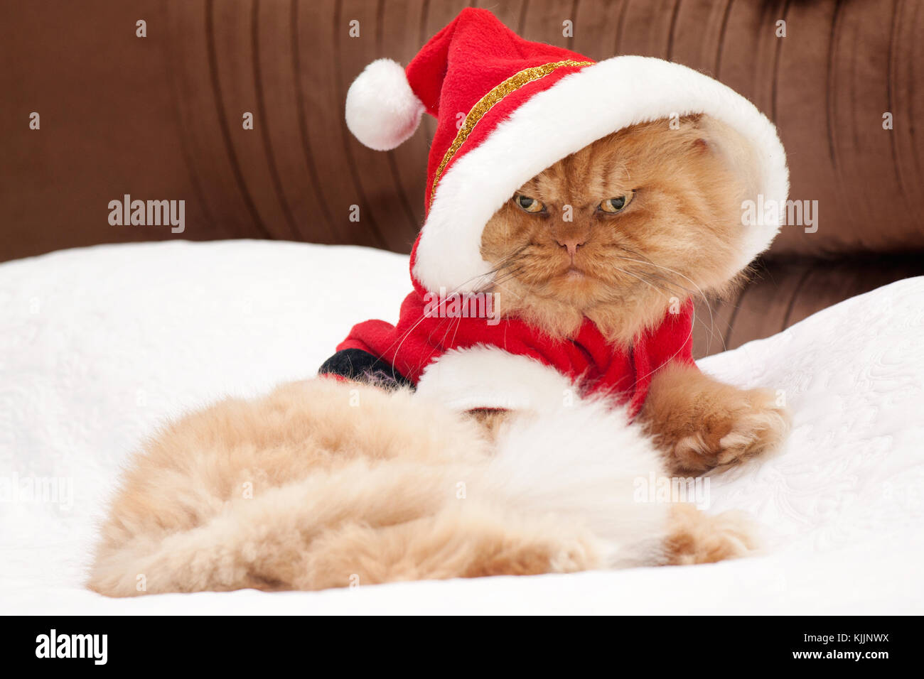 Santa Claus Cat sitting on bed Stock Photo Alamy