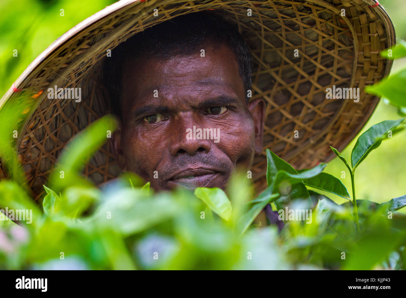 A Tea plantation Worker closeup Stock Photo Alamy